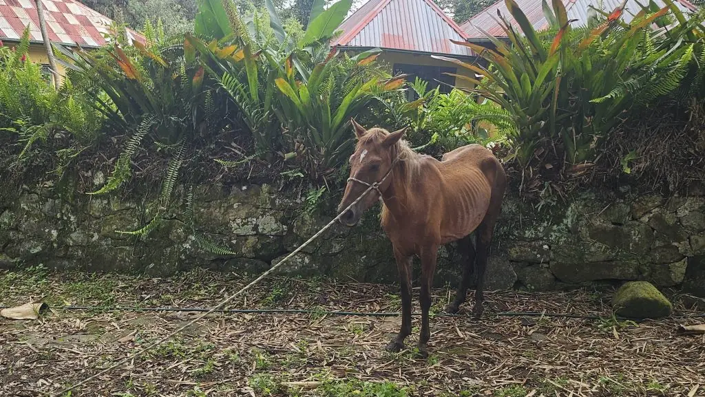 Step by step, earning Troya's trust after her rescue