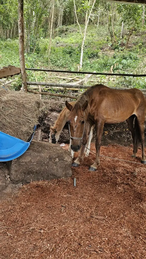 Working alongside the Fusagasugá council to protect our horses