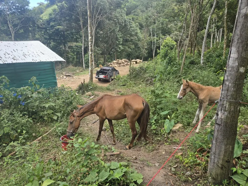 Pferdinand settling into his new home. Our Naturconexión foundation supporting animal welfare
