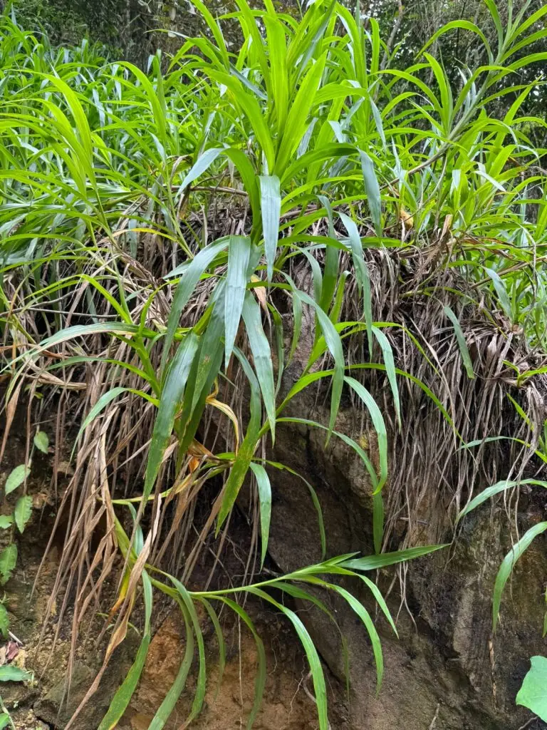 Planting beside the lake, such as napier grass