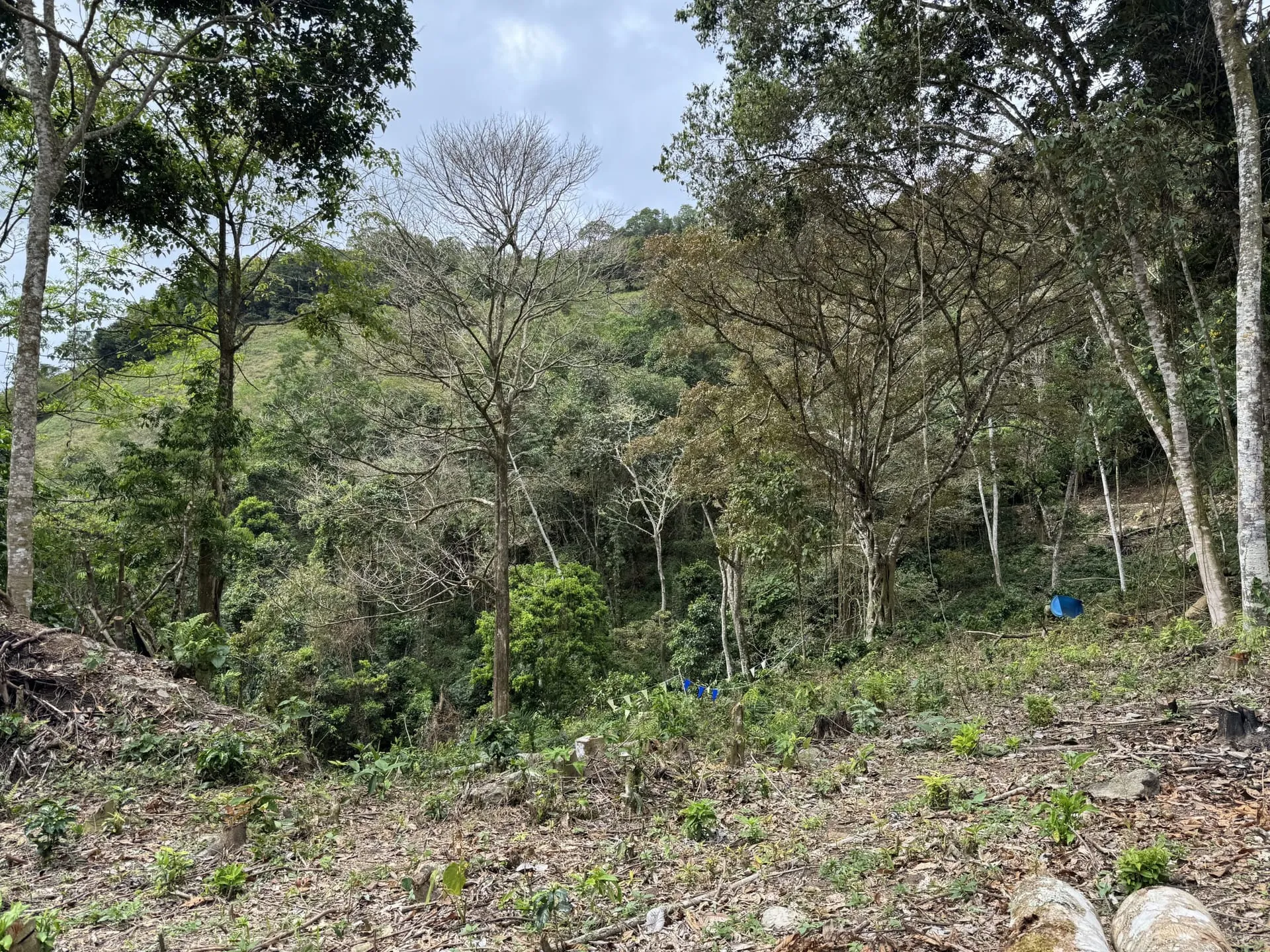 Vista de la finca en proceso de restauración