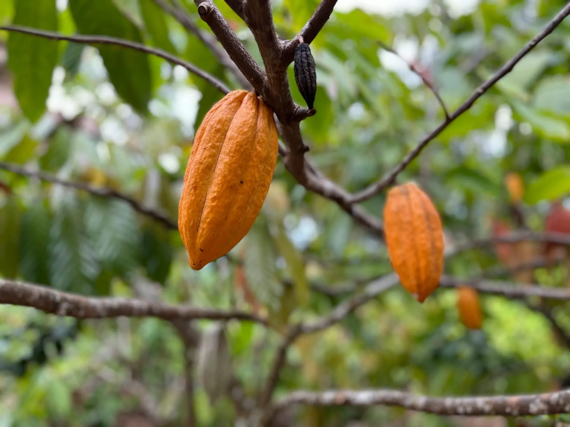 Cacao en su fruto