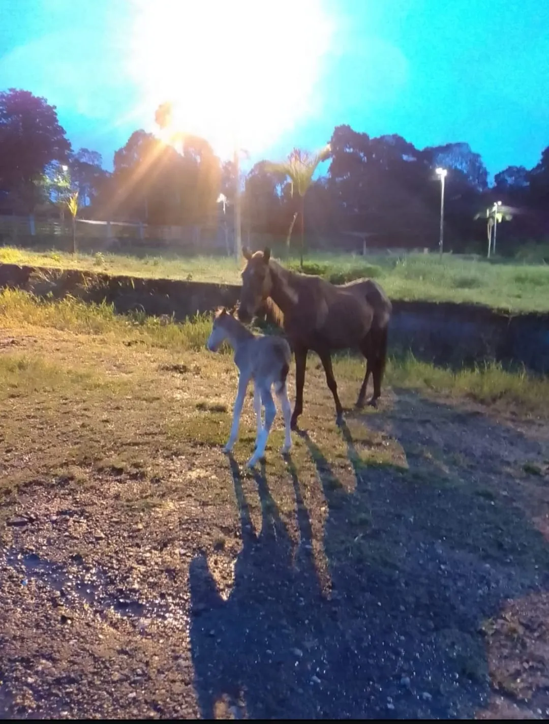Los caballos Troya y Pferdinand en el terreno de Naturconexión