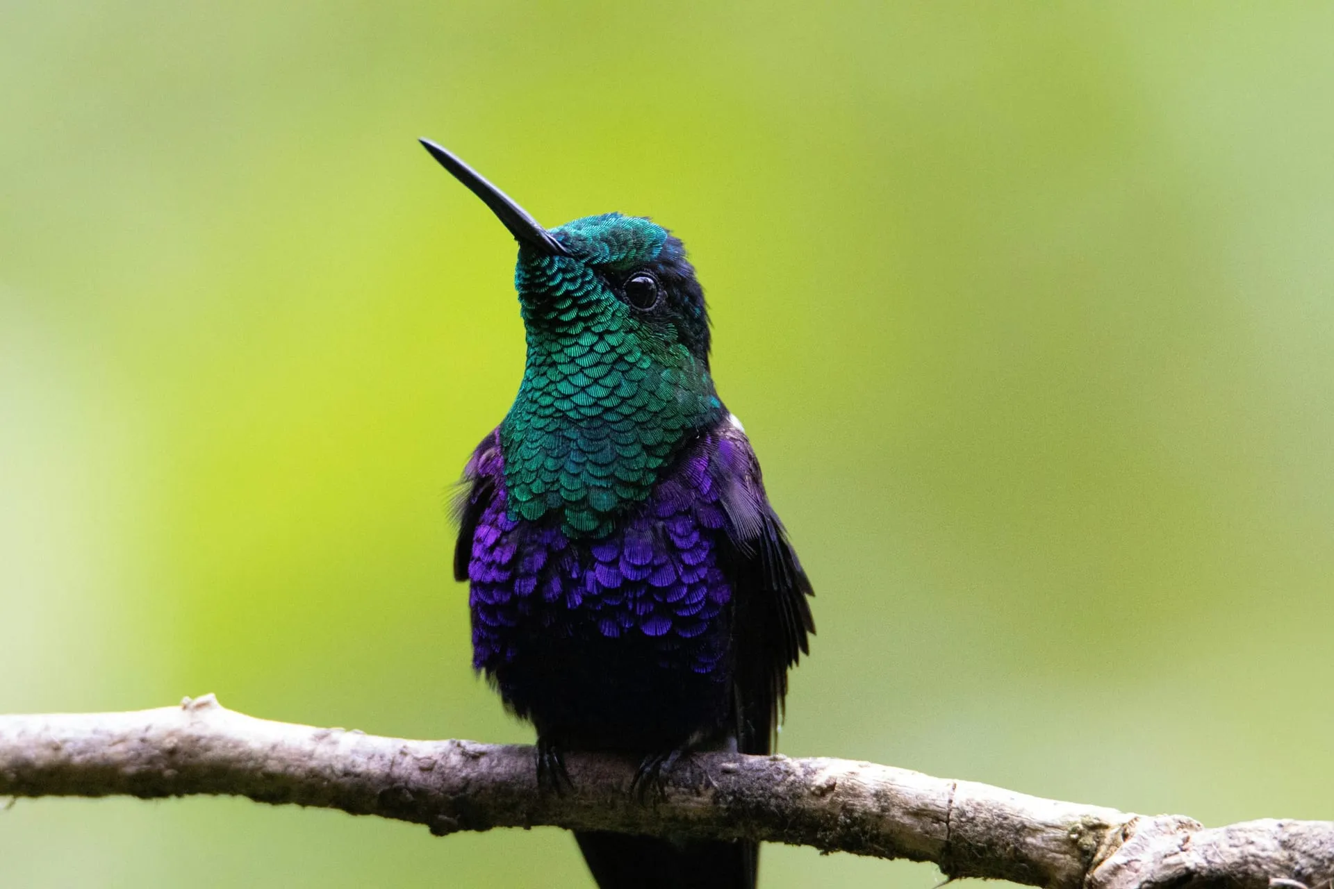 Colibrí posado en una rama